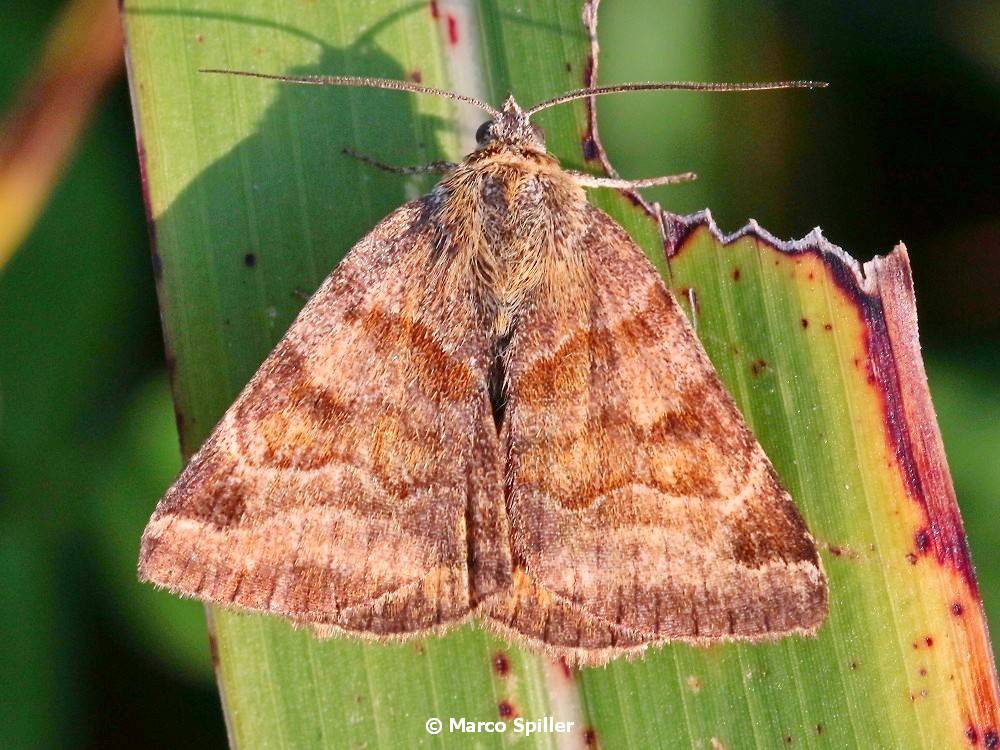 Falena da identificare: Euclidia (Euclidia) glyphica - Erebidae